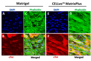 StemBioSys Cardiomyocytes on CELLvo™ Matrix Plus become a structurally mature monolayer after 7 days in culture.