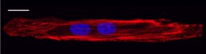 CELLvo Martix Plus from StemBiosys cardiomyocytes 