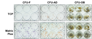 CELLvo™ Matrix Plus from stemexpress, showing self-renewal and differentiation of MSCs