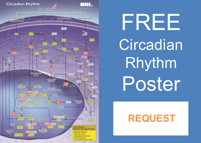 circadian rhythm poster request