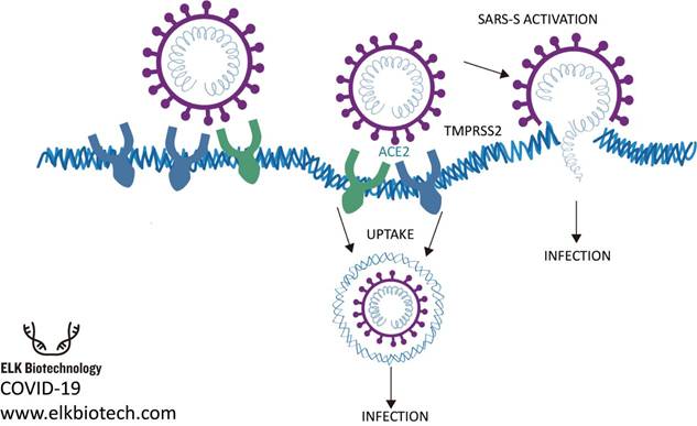 Mechanisms of SARS-CoV-2 infection, by ELK Biotechnology