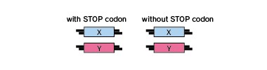 Fluoppi_workflow_amplification