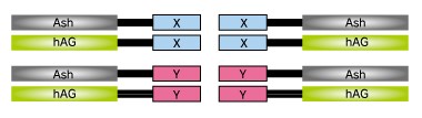 Fluoppi_workflow_ligation