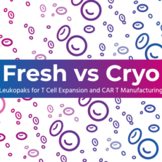 Fresh vs Cryopreserved Leukopaks for T Cell Expansion and CAR T Manufacturing