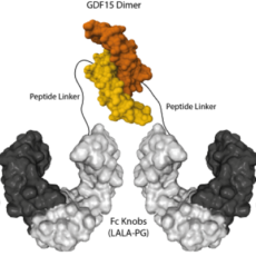 GDF15, an Exercise-induced Factor regulating Appetite & Energy Expenditure