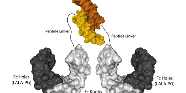 GDF15, an Exercise-induced Factor regulating Appetite & Energy Expenditure