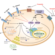 Targeting GLP-1, GIP & GCG in Obesity and Type 2 Diabetes Research