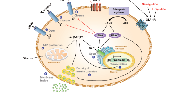 Targeting GLP-1 and GIP in Obesity and Type 2 Diabetes Research