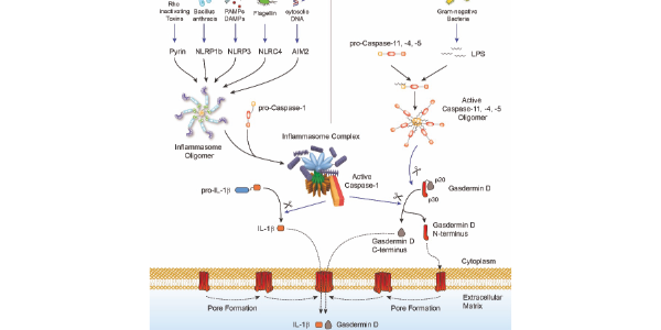 Inflammasomes and Gasdermin D Signaling Pathways