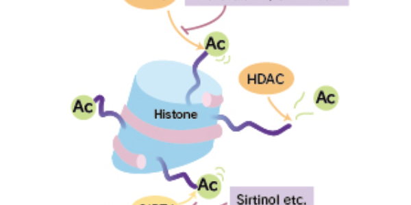 Histone deacetylase (HDAC): important consideration in regulating gene expression