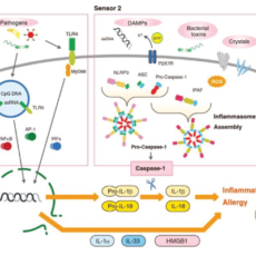 IL-18 Therapies Targeting Inflammatory Disease
