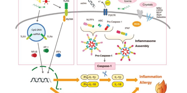 IL-18 Therapies Targeting Inflammatory Disease