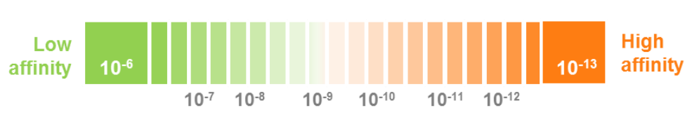 Binding affinity of Antibodies