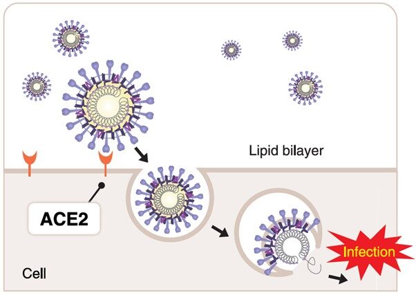 MBL COVID infection mechanism