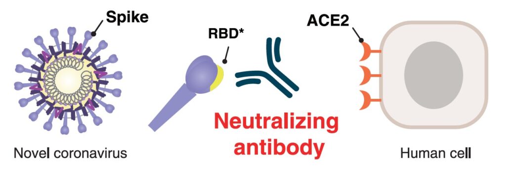 MBL neutralising antibodies