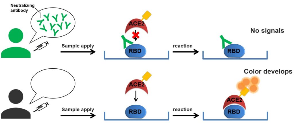 MBL neutralising antibody detection assay principle