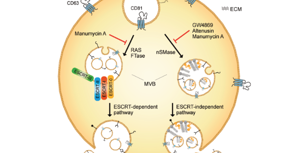 Manumycin A – Exosome Biogenesis Inhibitor