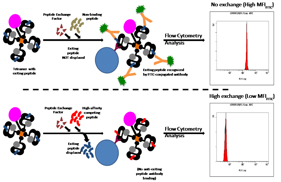 QuickSwitch Quantification assay to analyse peptide exchange. Top (no exchange): Exiting peptide not displaced by non-binding peptide. Exiting peptide recognised by FITC-conjugated antibody, resulting in a high MFI(FITC). Bottom (High Exchange): Exiting peptide displaced with high-affinity competing peptide. No anti-exiting peptide antibody binding resulting in low MFI(FITC).