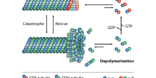 Microtubules, Post-translational Modifications of Tubulins and Neurodegeneration