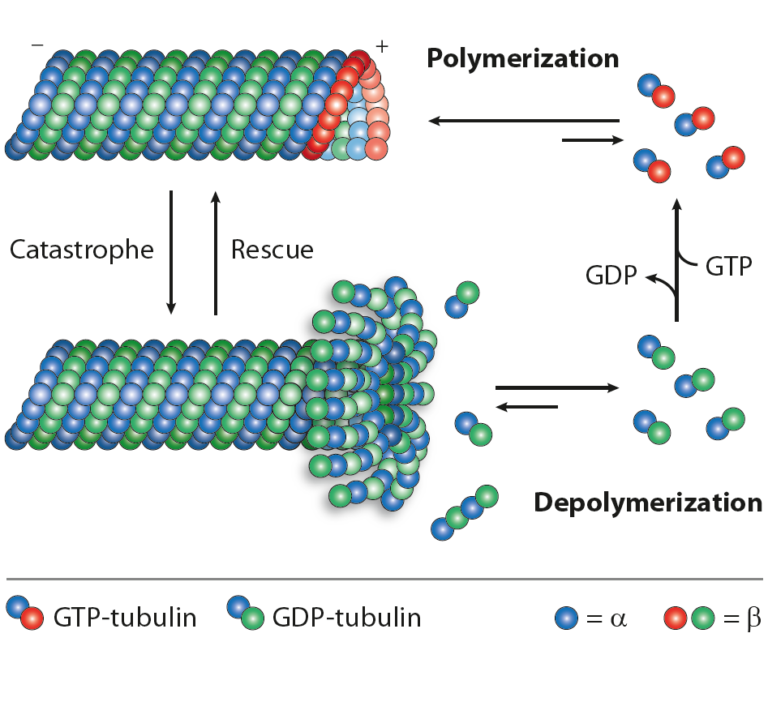 Microtubules, Posttranslational Modifications of Tubulins and