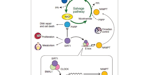 Therapeutic Targets of the NAD+ Biosynthesis Pathway