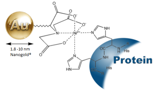 Nanoprobes – Protein labelling and identification with Ni-NTA-Nanogold Nanoprobes – Protein labelling and identification with Ni-NTA-Nanogold
