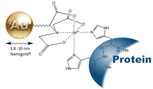 Nanoprobes – Protein labelling and identification with Ni-NTA-Nanogold