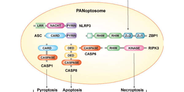 PANoptosis – Inflammatory Cell Death