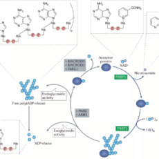 Poly(ADP-ribosyl)ation (PARylation) – An Important Posttranslational Modification