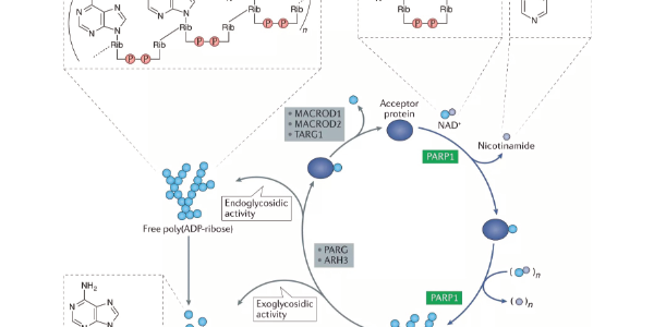 Poly(ADP-ribosyl)ation (PARylation) – An Important Posttranslational Modification