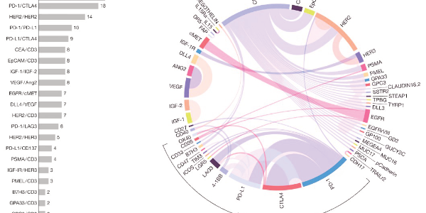 Popular Targets for Bispecific Antibody Drugs