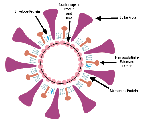 ProSci coronavirus 19 (COVID-19, SARS-CoV-2) structure