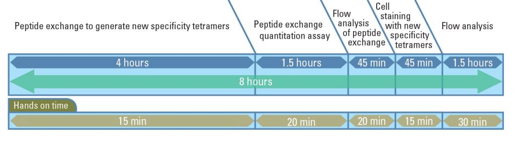 Peptide exchange, quantification, cell staining, and flow cytometry analysis can all be performed in one day!