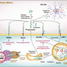Progranulin [PGRN] – Marker of Neuroinflammation