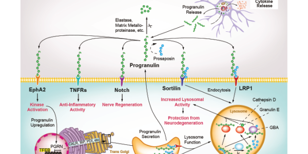 Progranulin [PGRN] – Marker of Neuroinflammation
