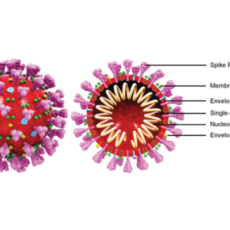 Latest Insights & Products for SARS-CoV-2/COVID-19 Research