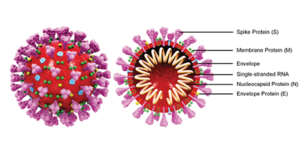 Antiviral Compounds – Potential Small Molecule Therapeutics Against COVID-19