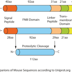 FNDC5/Irisin & FNDC4 – Members of the FNDC Protein Family