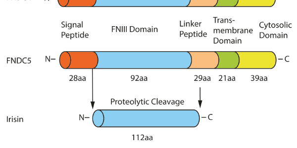 FNDC5/Irisin & FNDC4 – Members of the FNDC Protein Family