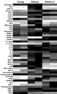 Image from paper on the rescue of aging stem cells showing the pro-inflammatory cytokine profile of elderly MSCs. It is important to get cells from healthy donors to get normal function.