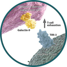 TIM-3 – Galectin-9 Pathway