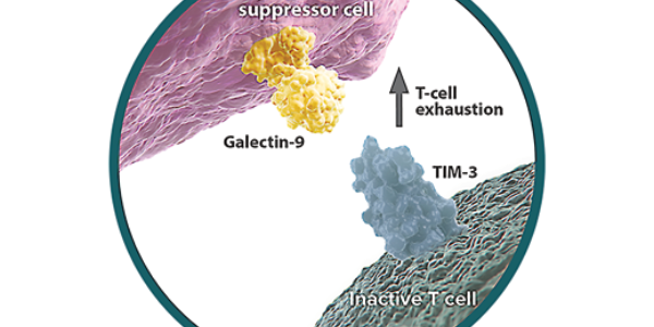 TIM-3 – Galectin-9 Pathway
