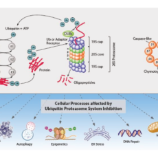 Salinosporamide A [Marizomib] – Potent Proteasome Inhibitor