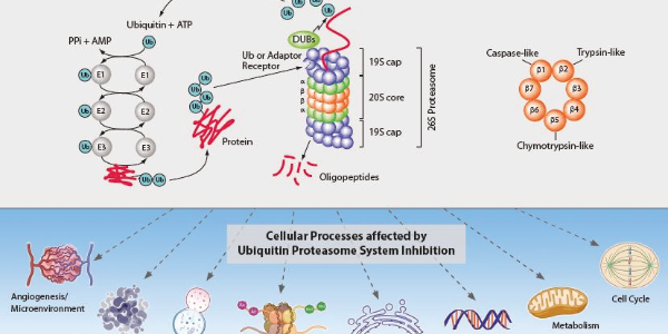 The Ubiquitin-Proteasome System