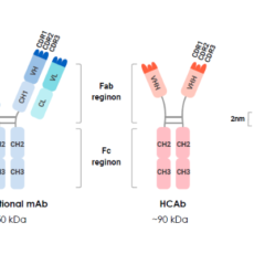 VHH Antibody Applications