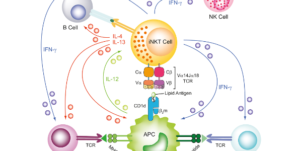 α-Galactosylceramide (α-GalCer) – Potent iNKT Activator