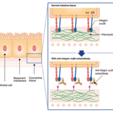 Leveraging Anti-Integrin αvβ6 Antibodies for Ulcerative Colitis