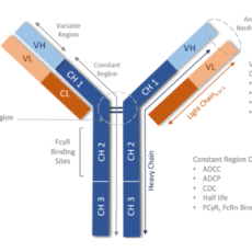 The Importance of In Vivo Isotype Controls in Advancing Therapeutic Drug Development