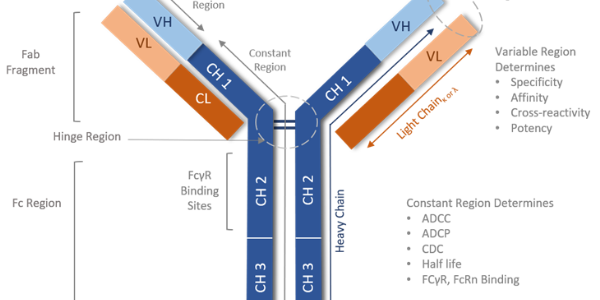 The Impact of In Vivo Isotype Controls on Therapeutic Drug Development