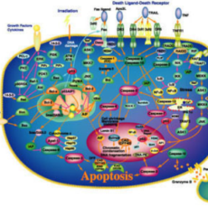 Apoptosis – Roadway to Pathogenesis and Treatment